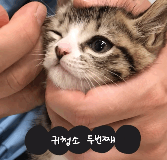 귀청소가 싫어 삐약삐약하고 우는 아기 고양이 | 인스티즈