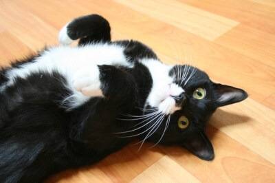 조선시대에 주류를 차지했던 고양이 | 인스티즈