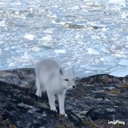 카메라맨 주위를 어슬렁거리는 북극여우 | 인스티즈