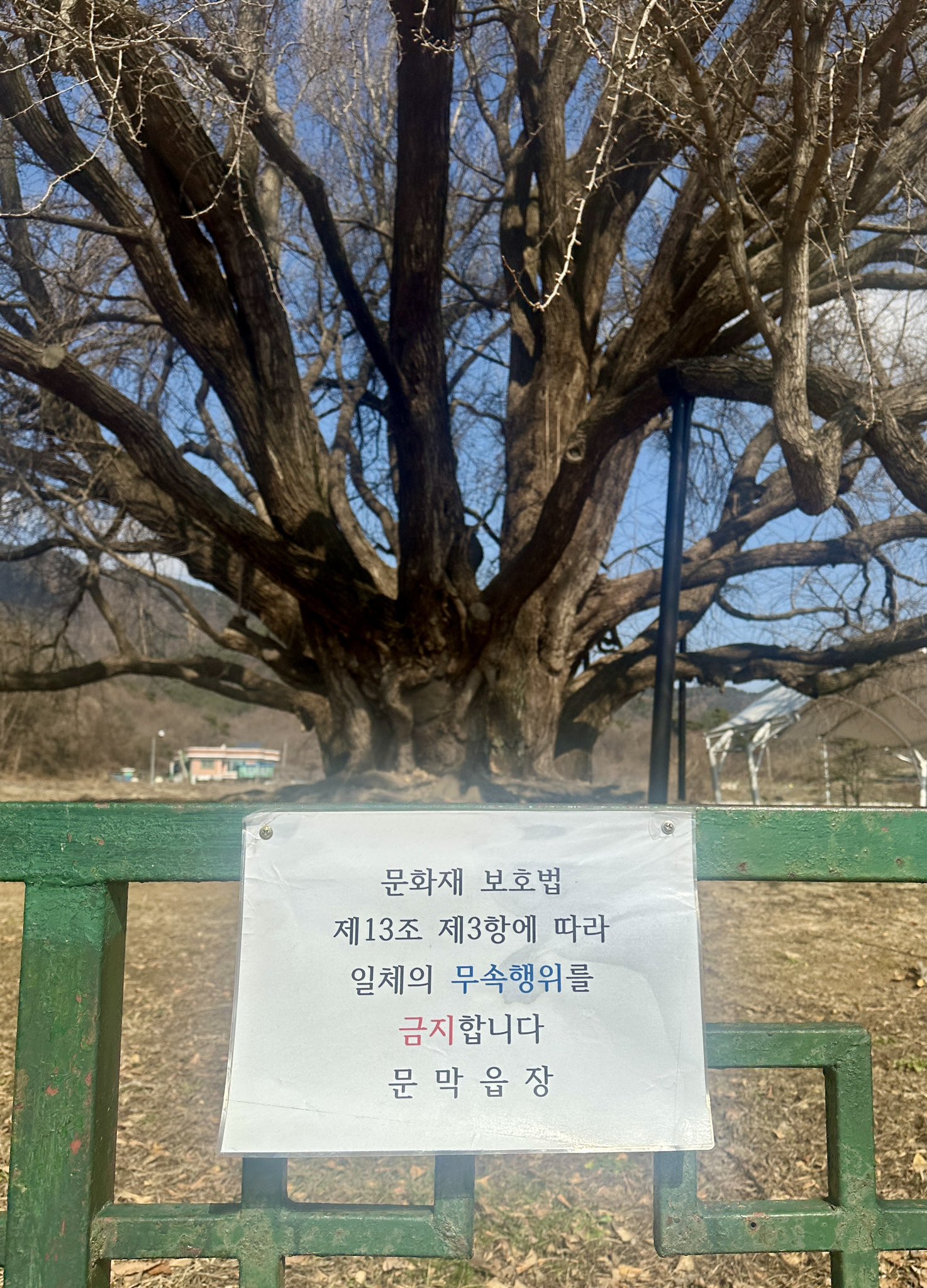  나무가 너무 심상치 않게 생겨서 붙은 경고문