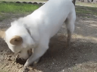 강아지는 다 커서도 애기다 | 인스티즈