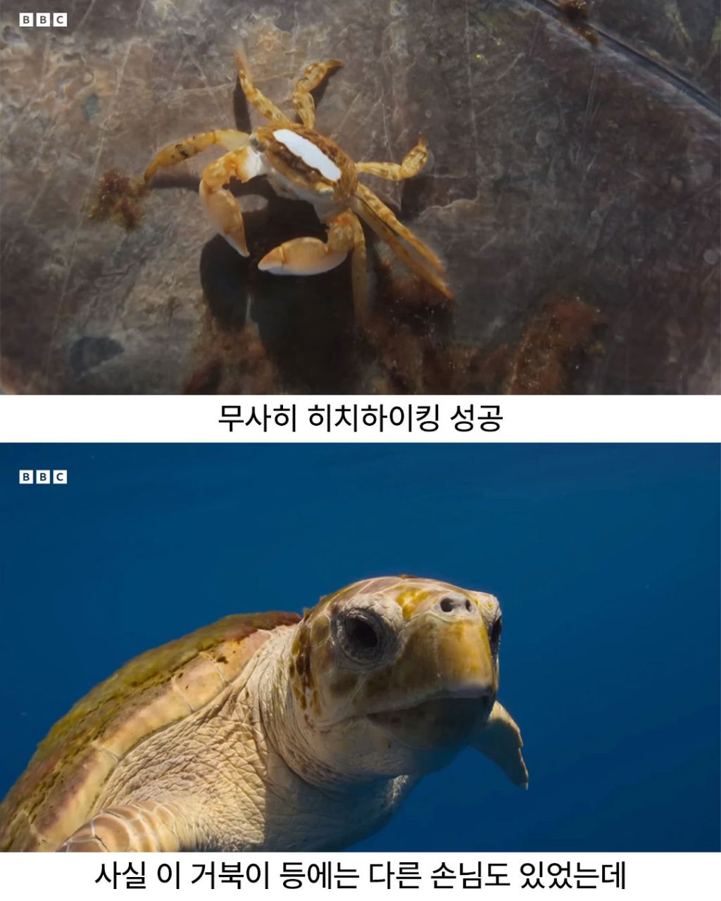 디즈니 단편같은 게의 운명적인 만남 | 인스티즈