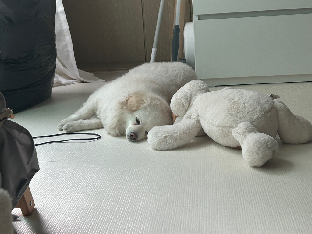 우리집 강아지 무슨 믹스지...ㅋㅋㅋㅋ곱슬강ㅇ아지(+사진추가...,,,,)++더 자랑하는 사진 추가,, | 인스티즈