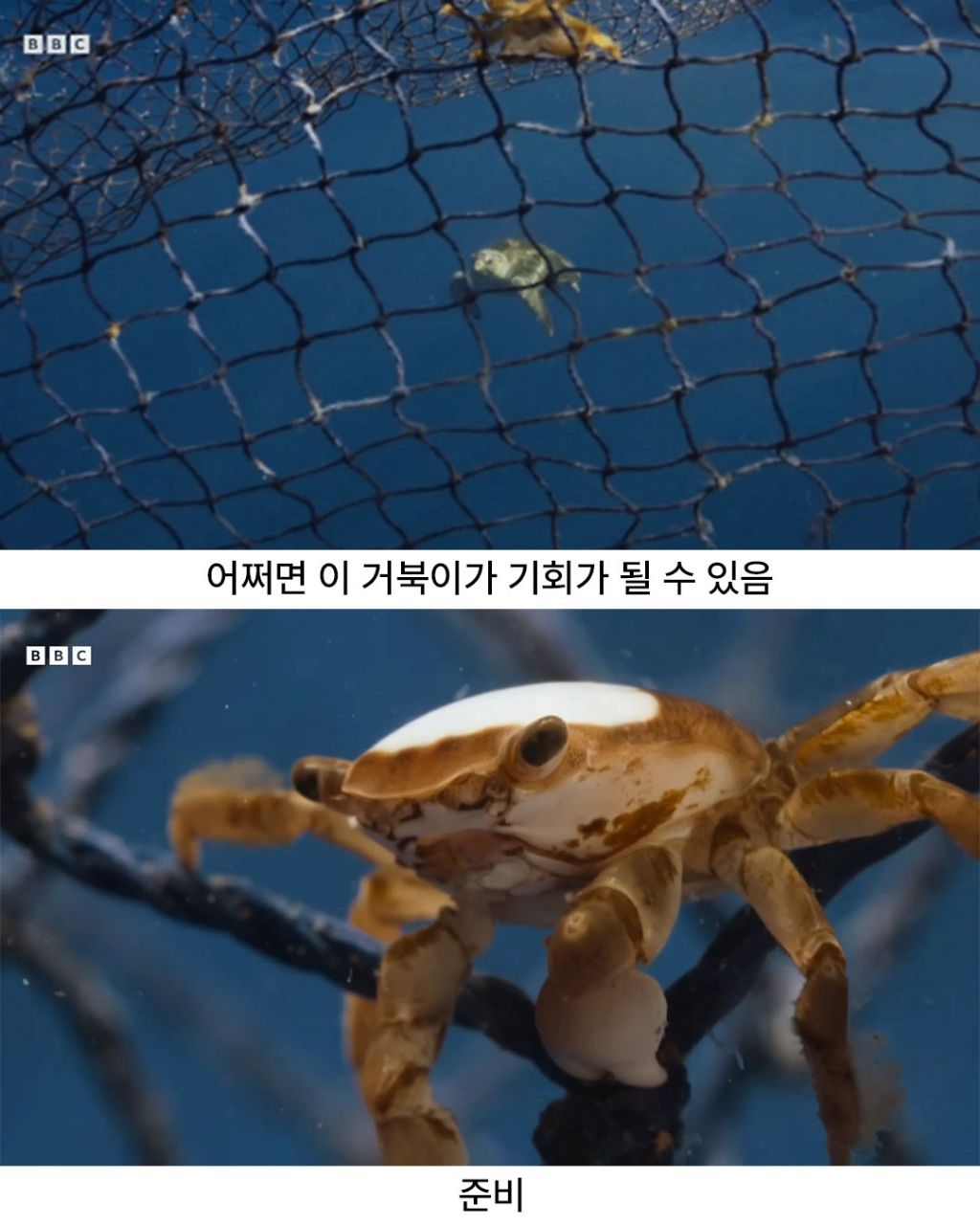 디즈니 단편같은 게의 운명적인 만남 | 인스티즈