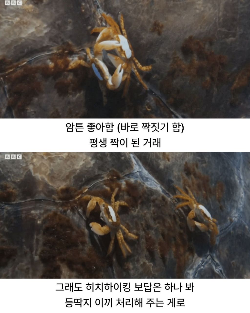 디즈니 단편같은 게의 운명적인 만남 | 인스티즈