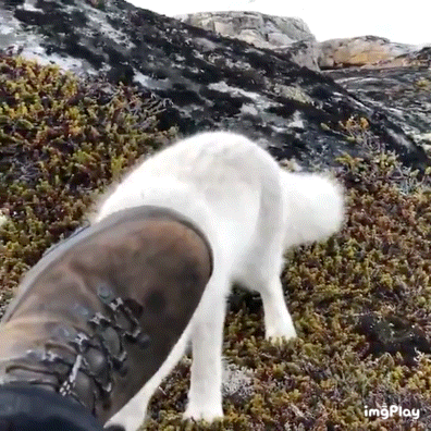 카메라맨 주위를 어슬렁거리는 북극여우 | 인스티즈