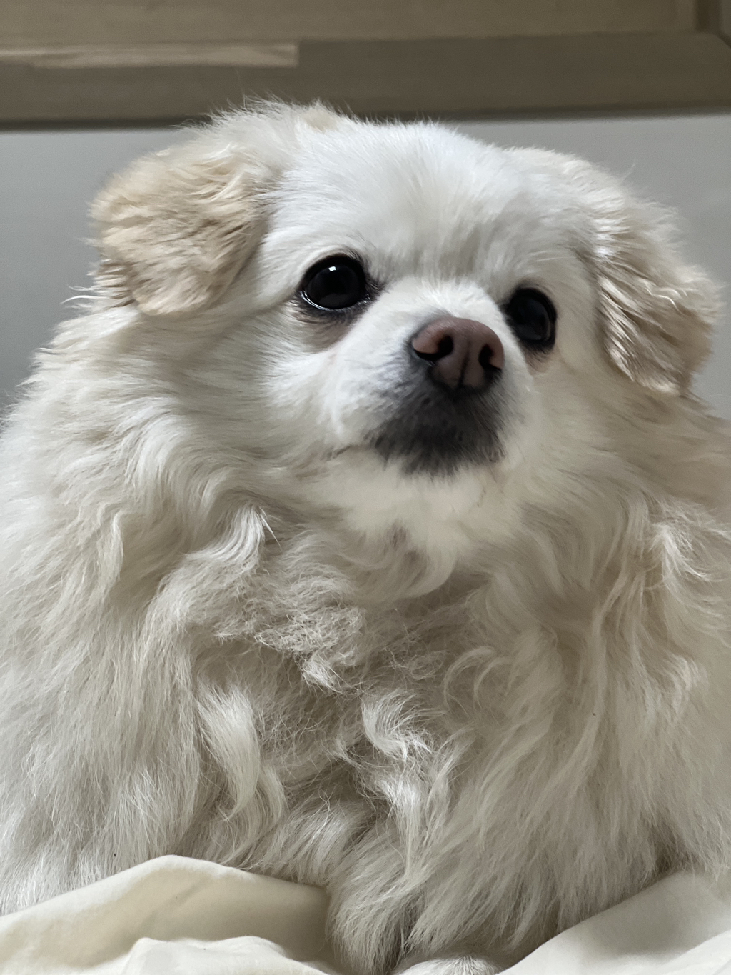 우리집 강아지 무슨 믹스지...ㅋㅋㅋㅋ곱슬강ㅇ아지(+사진추가...,,,,)++더 자랑하는 사진 추가,, | 인스티즈