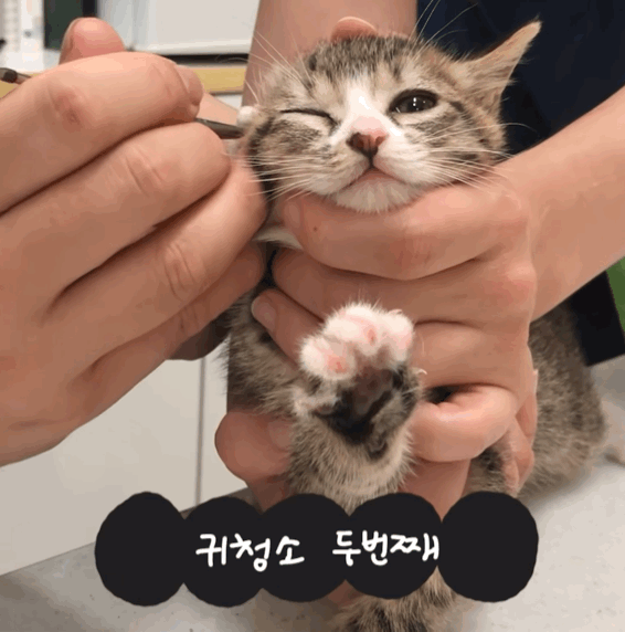 귀청소가 싫어 삐약삐약하고 우는 아기 고양이 | 인스티즈