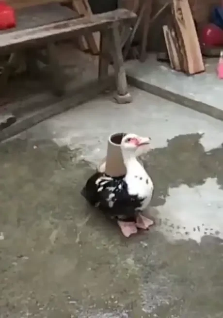  새끼를 지키려는 엄마오리1