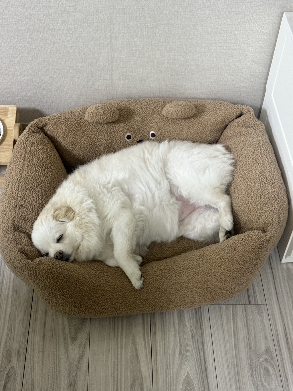 우리집 강아지 무슨 믹스지...ㅋㅋㅋㅋ곱슬강ㅇ아지(+사진추가...,,,,)++더 자랑하는 사진 추가,, | 인스티즈