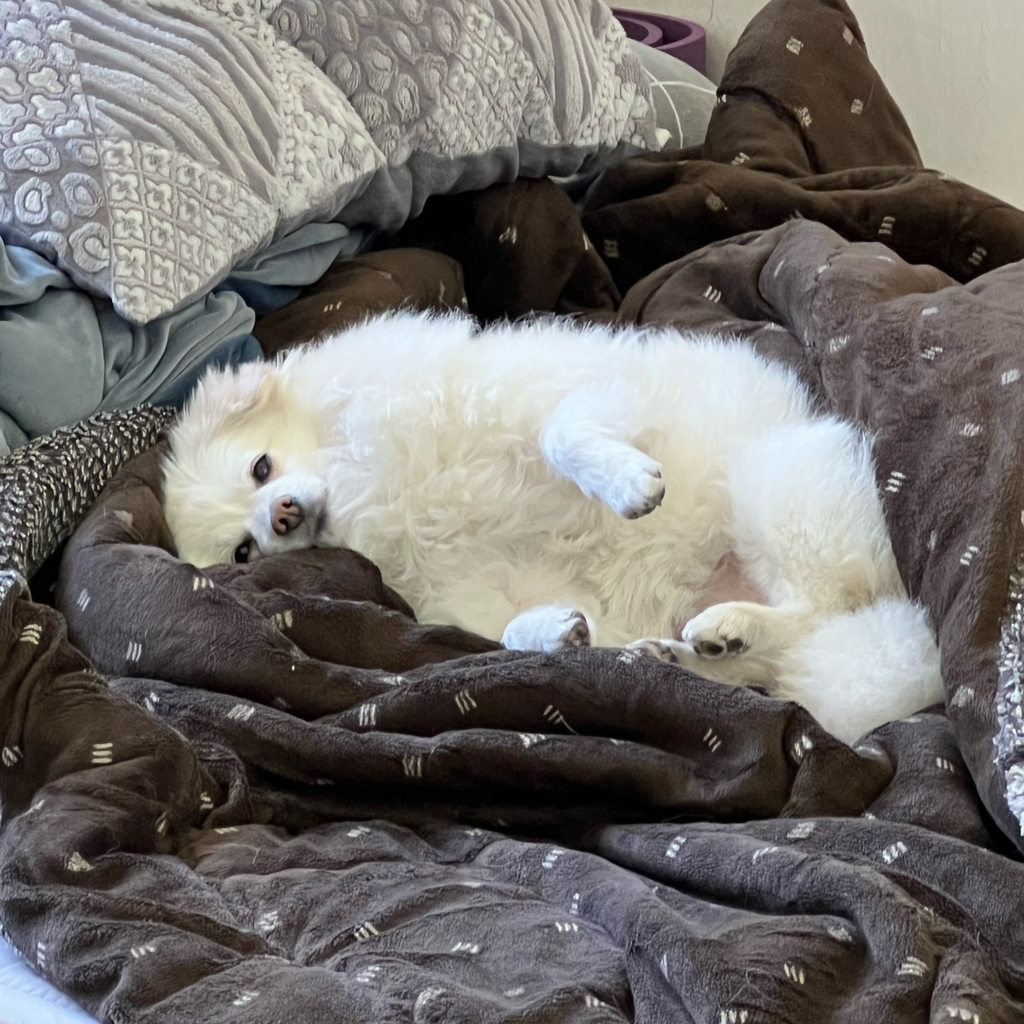 우리집 강아지 무슨 믹스지...ㅋㅋㅋㅋ곱슬강ㅇ아지(+사진추가...,,,,)++더 자랑하는 사진 추가,, | 인스티즈