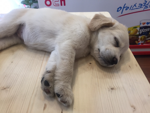 아이스크림할인점 손님이 오던말던 | 인스티즈