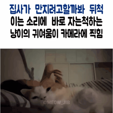  집사가 만질까봐 자는 척하는 고양이1