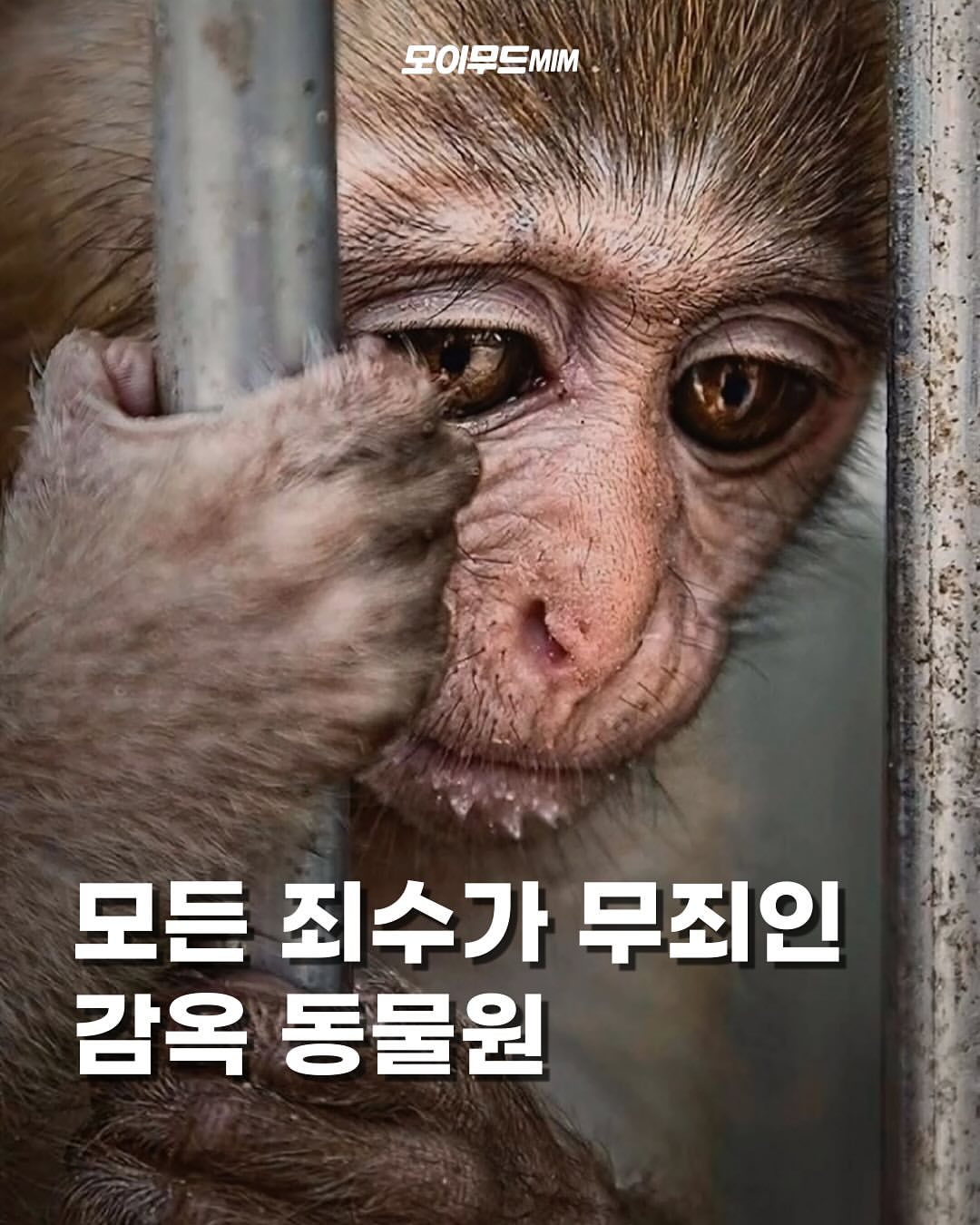  동물원은 지구상에서 모든 죄수가 무죄인 감옥이다