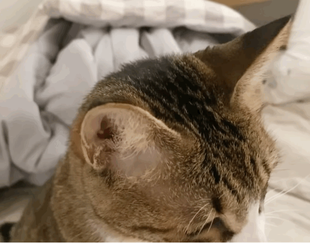 귀청소가 싫어 삐약삐약하고 우는 아기 고양이 | 인스티즈