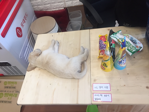  아이스크림할인점 손님이 오던말던