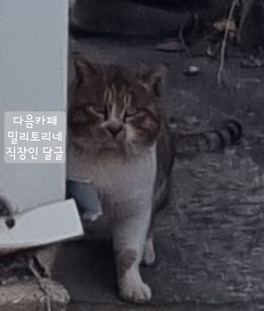 밀토 직장인 달글 직달웃 모음 2탄 | 인스티즈