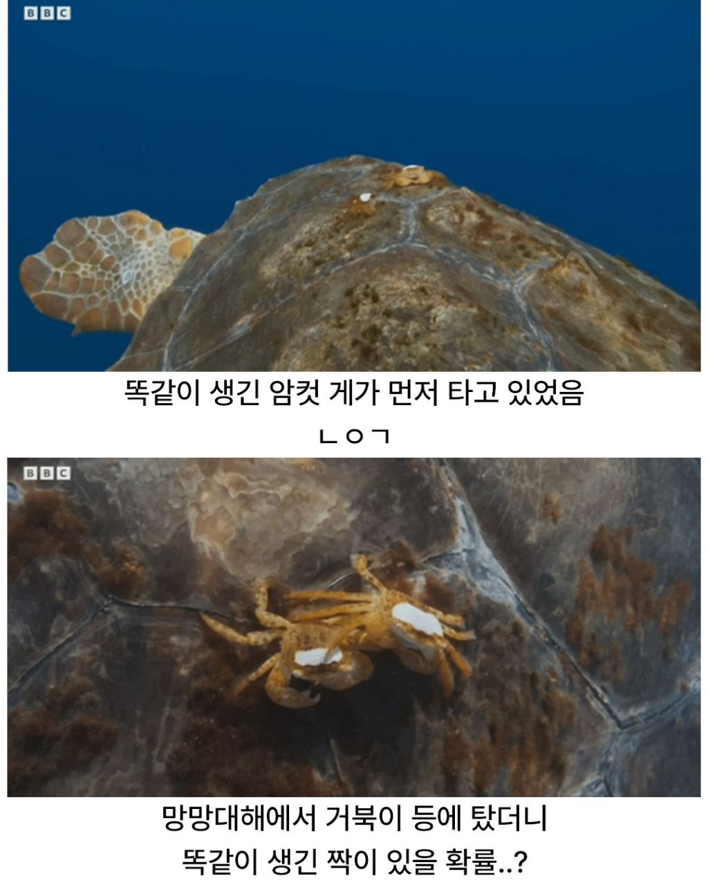 디즈니 단편같은 게의 운명적인 만남 | 인스티즈
