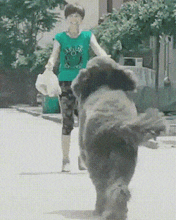 강아지는 다 커서도 애기다 | 인스티즈