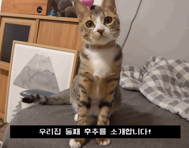귀청소가 싫어 삐약삐약하고 우는 아기 고양이 | 인스티즈