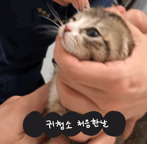  귀청소가 싫어 삐약삐약하고 우는 아기 고양이