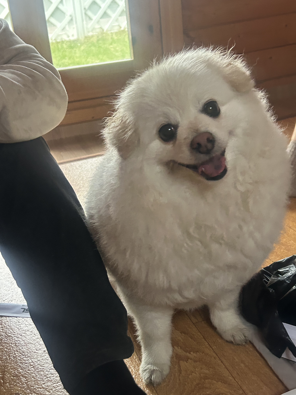 우리집 강아지 무슨 믹스지...ㅋㅋㅋㅋ곱슬강ㅇ아지(+사진추가...,,,,)++더 자랑하는 사진 추가,, | 인스티즈