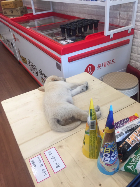 아이스크림할인점 손님이 오던말던 | 인스티즈