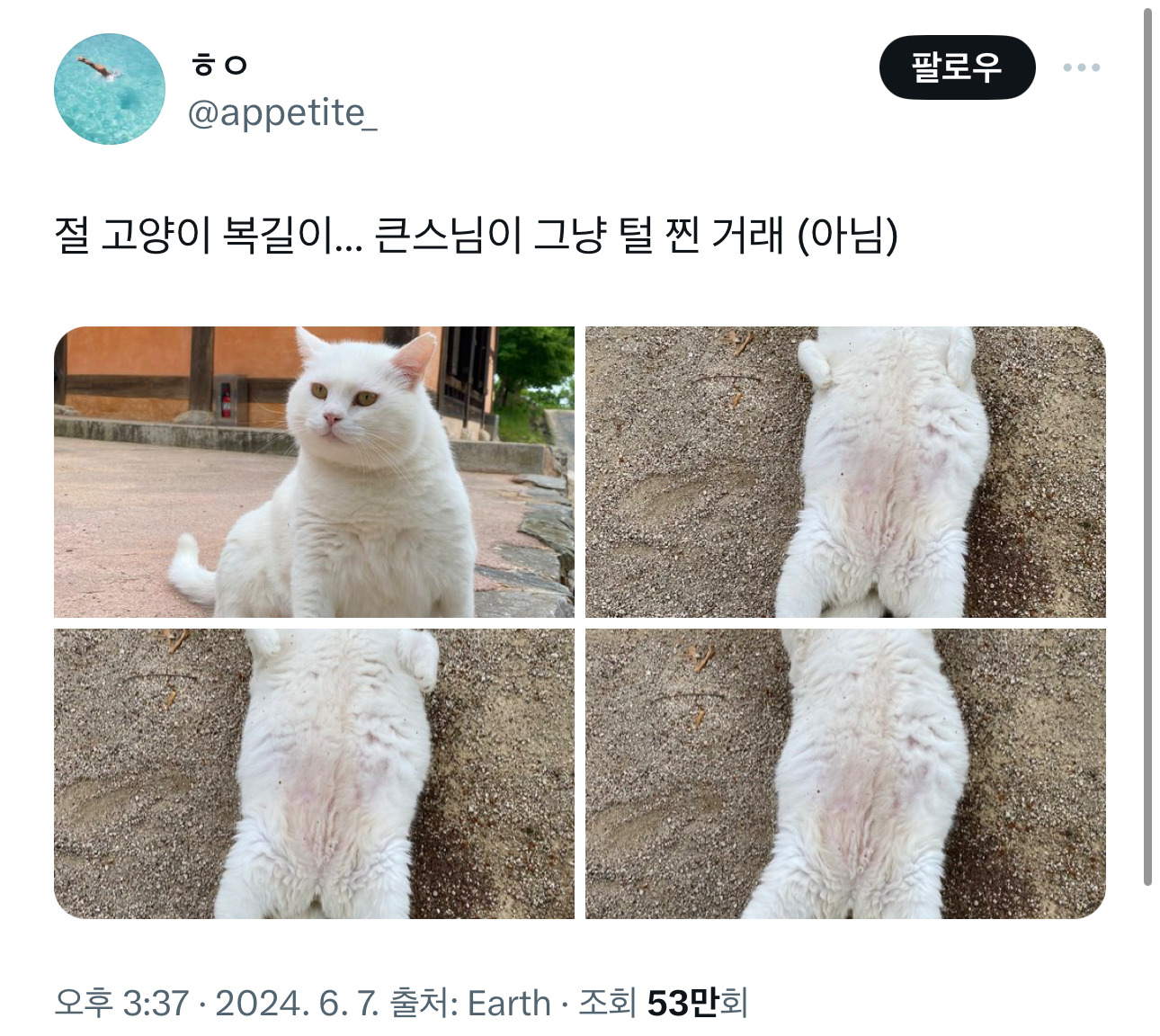  절 고양이 복길이