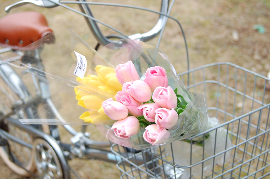 반년동안 모은 자전거 바구니 사진 🚲✨🌿 | 인스티즈