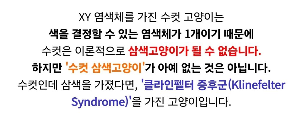 유독 얼빠가 많다는 코숏 코트 색상 | 인스티즈