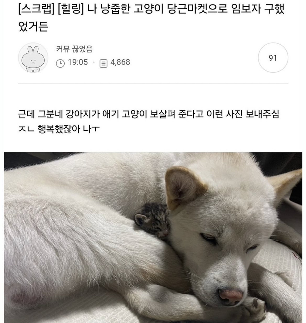  나 냥줍한 고양이 당근마켓으로 임보자 구했었거든