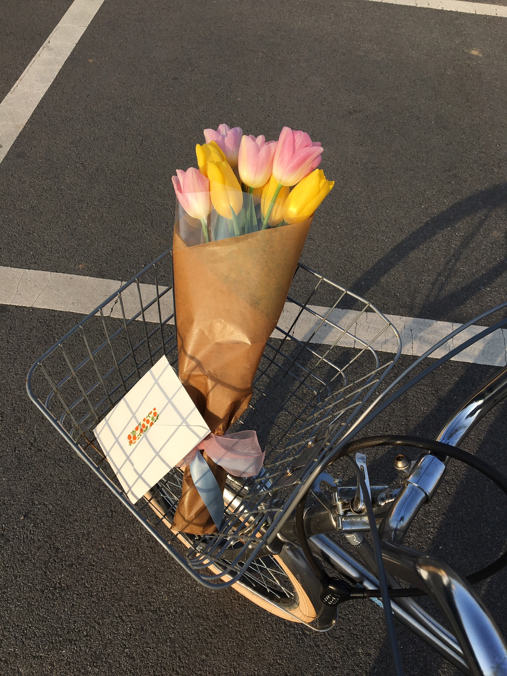 반년동안 모은 자전거 바구니 사진 🚲✨🌿 | 인스티즈