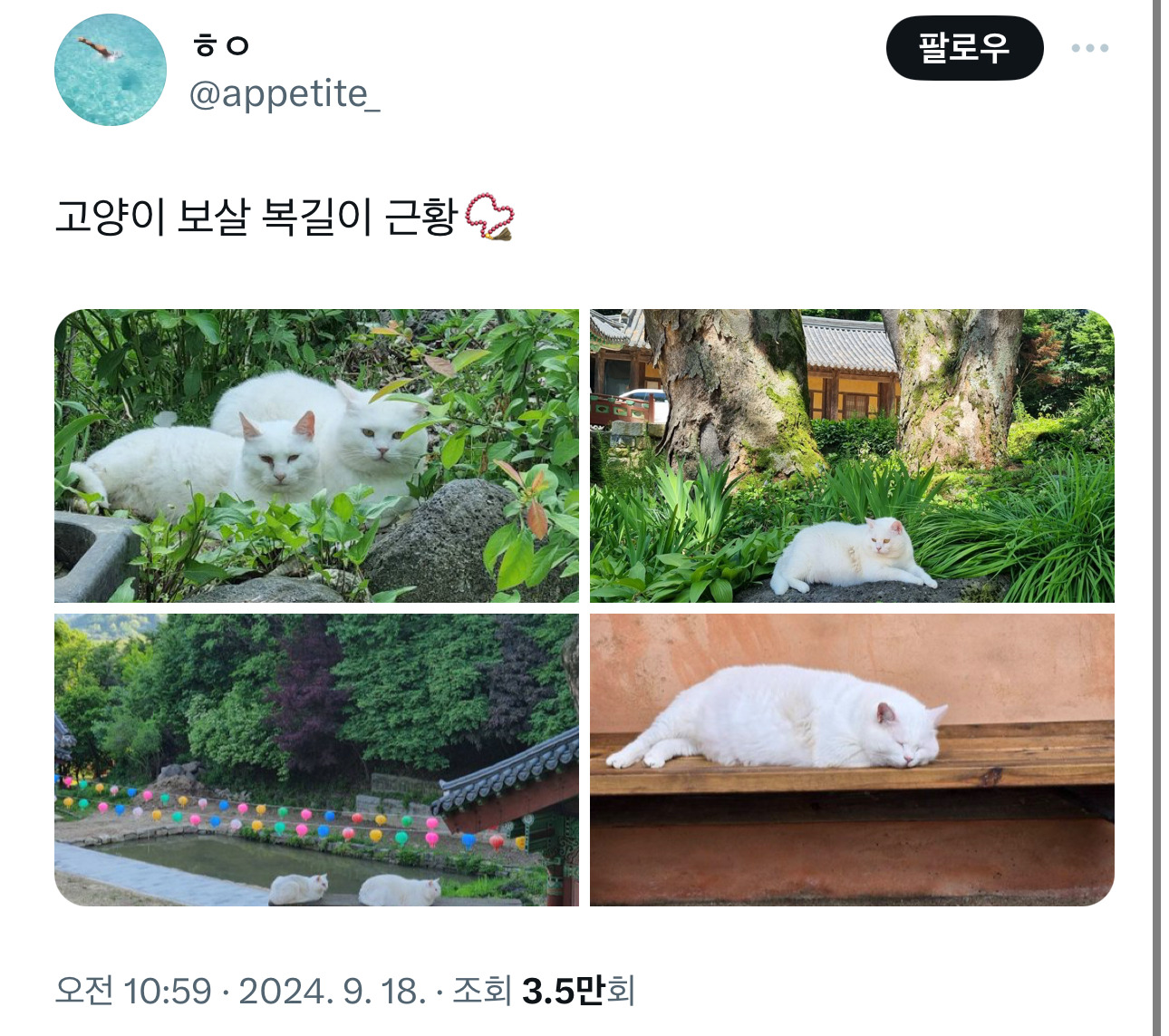 절 고양이 복길이 | 인스티즈