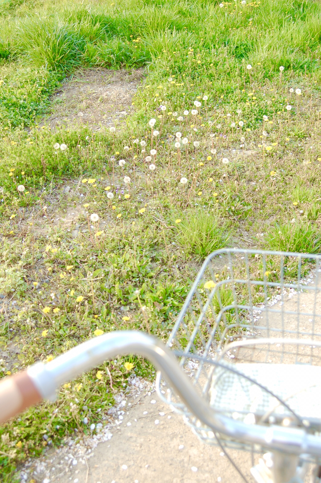 반년동안 모은 자전거 바구니 사진 🚲✨🌿 | 인스티즈