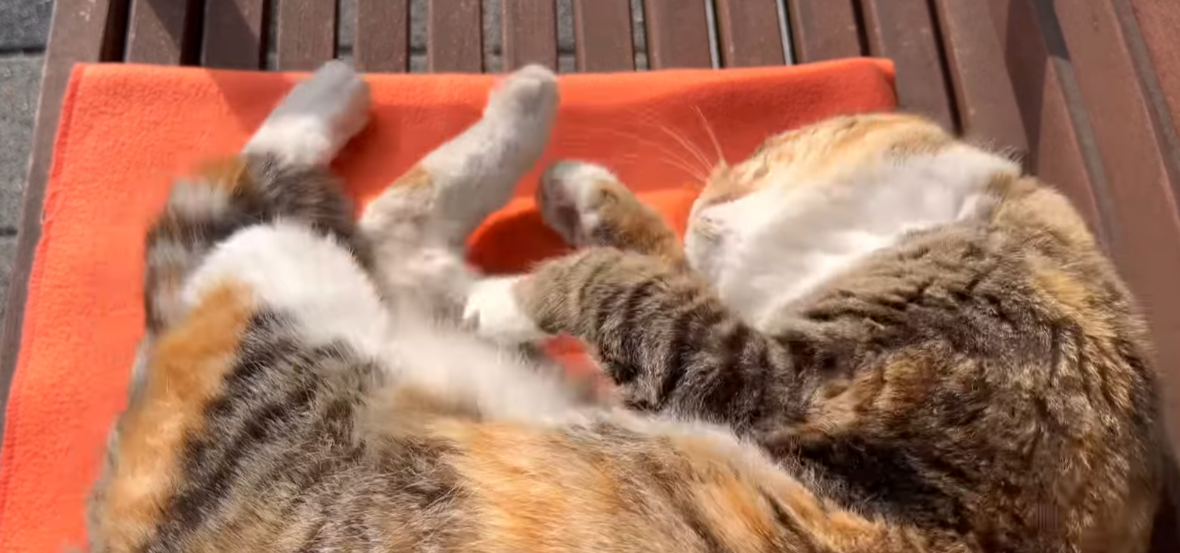 솜방맹이 보여주며 코고는 해삼(사실 고양이) | 인스티즈