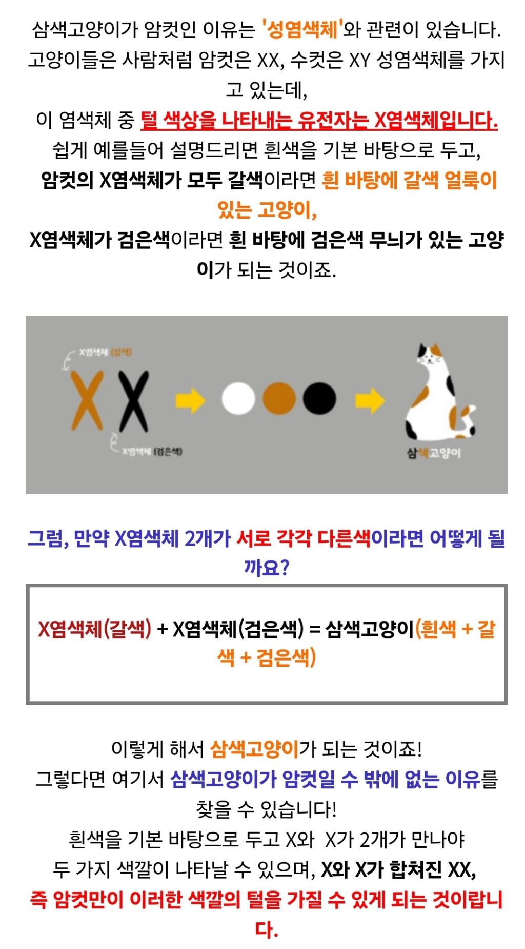 유독 얼빠가 많다는 코숏 코트 색상 | 인스티즈