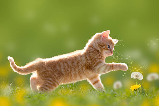빛에 반짝거리는 고양이 모음 | 인스티즈