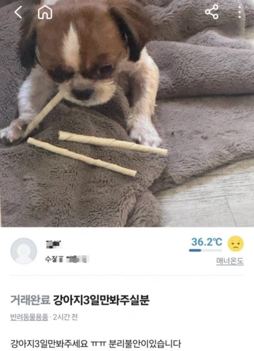 당근마켓에서 강아지 유기