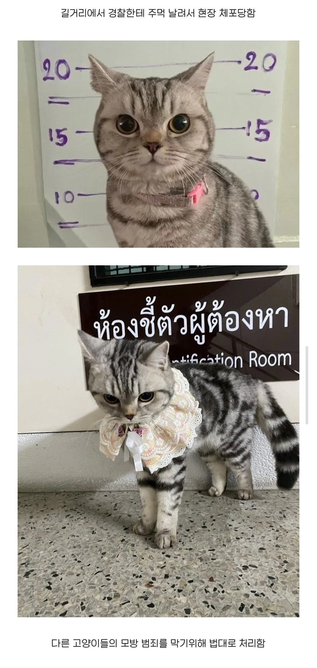  태국 경찰관 폭행범 머그샷