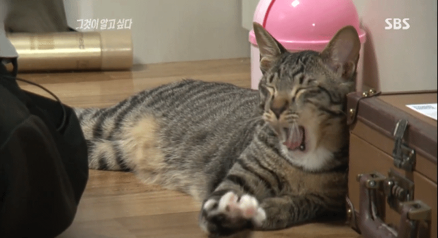 그것이 알고 싶다에 나온... 😽😽😽 | 인스티즈