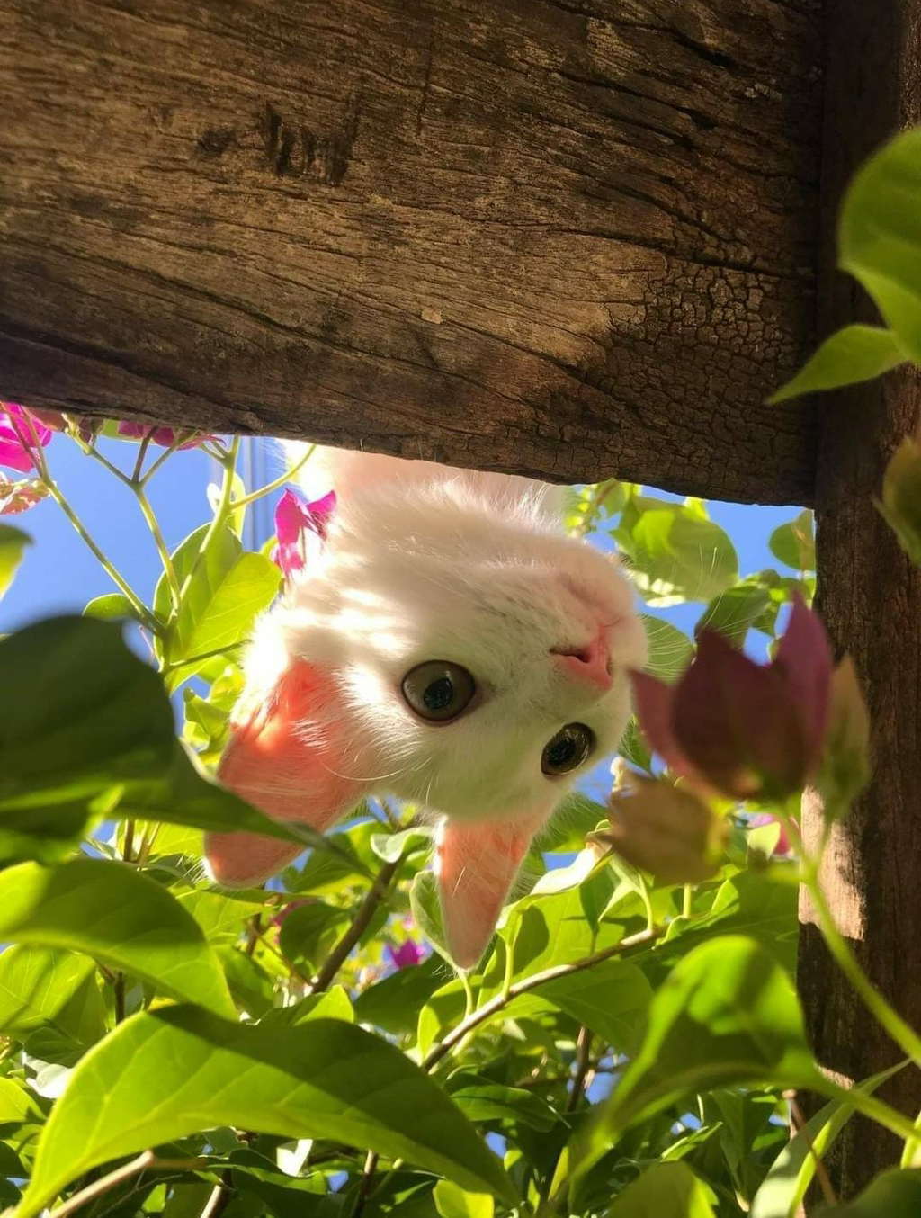 빛에 반짝거리는 고양이 모음 | 인스티즈