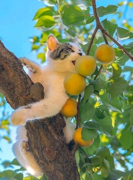 빛에 반짝거리는 고양이 모음 | 인스티즈