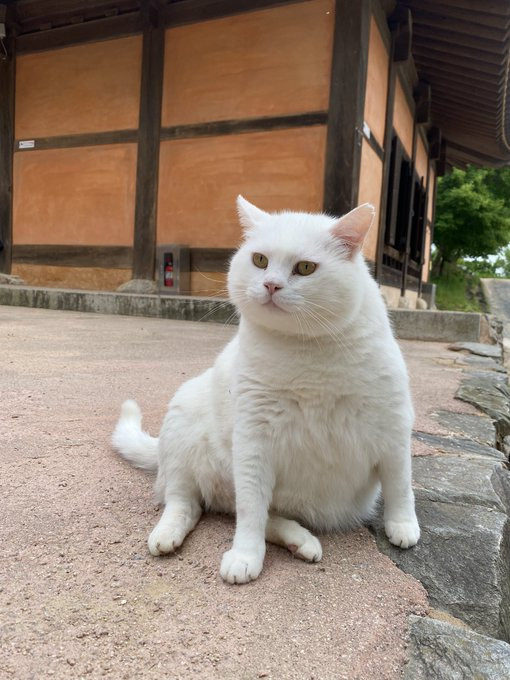 절 고양이 복길이 | 인스티즈