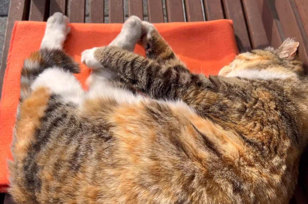  솜방맹이 보여주며 코고는 해삼(사실 고양이)