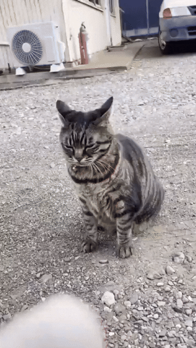  앞구르기 보여주는 냥이2