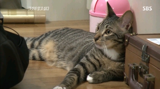 그것이 알고 싶다에 나온... 😽😽😽 | 인스티즈