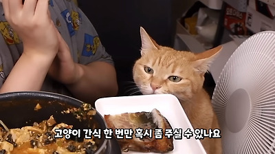 그 먹방 유튜버네 고양이 근황 | 인스티즈