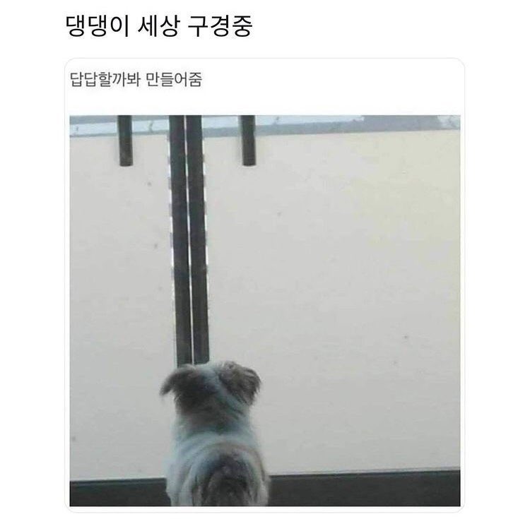  강아지 전용 틈새를 만들어준 주인