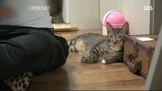 그것이 알고 싶다에 나온... 😽😽😽 | 인스티즈