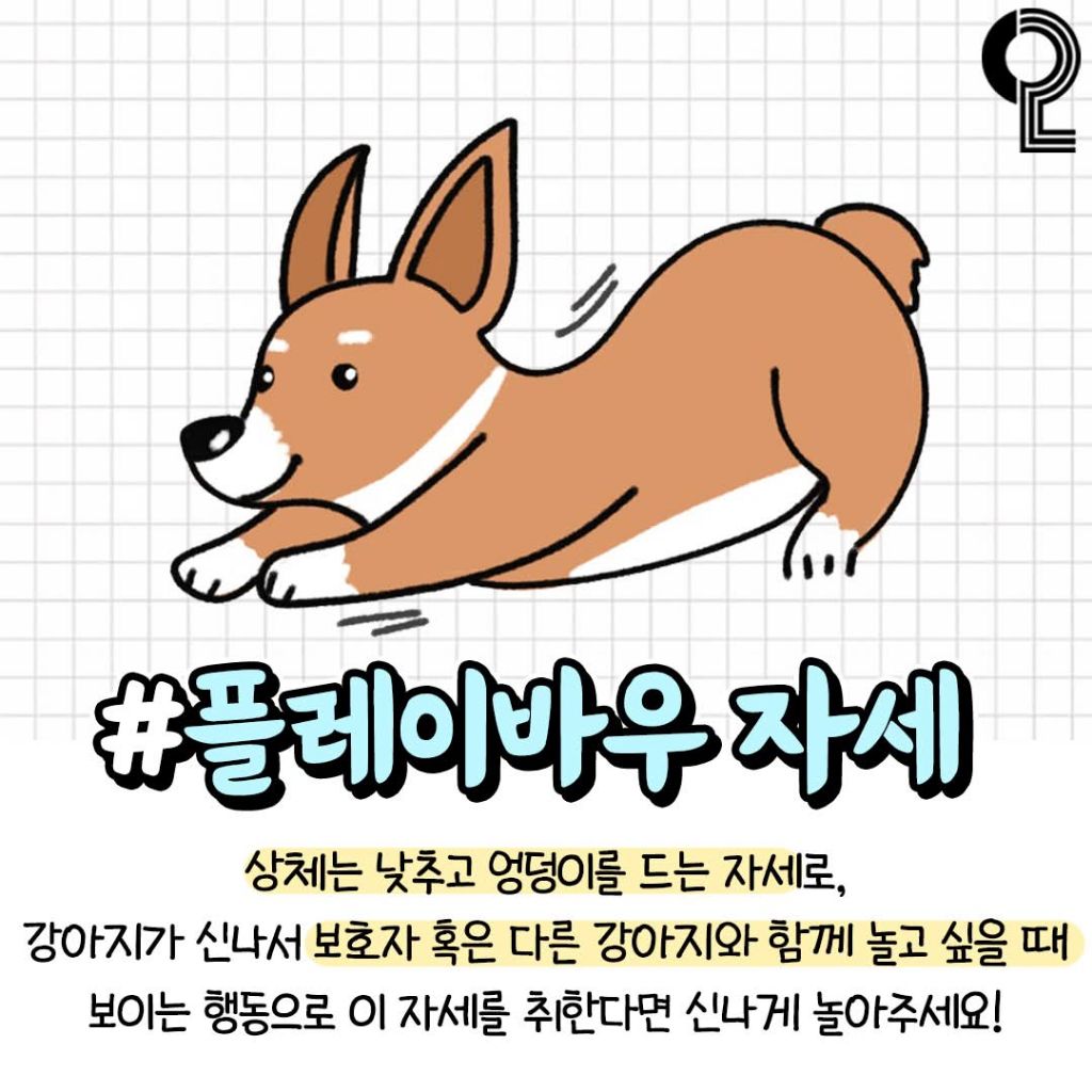 반려견이 기분좋을때 하는행동 | 인스티즈